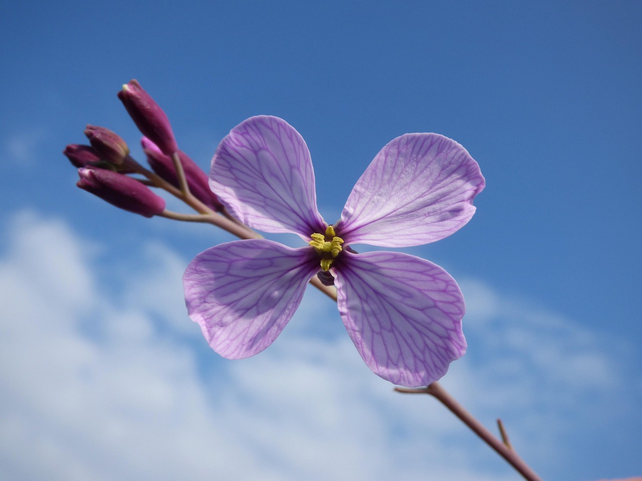 Wild Flower Four Petals Free photo on Pixabay