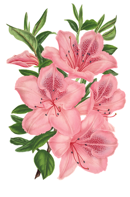 Free flower nature plant illustration