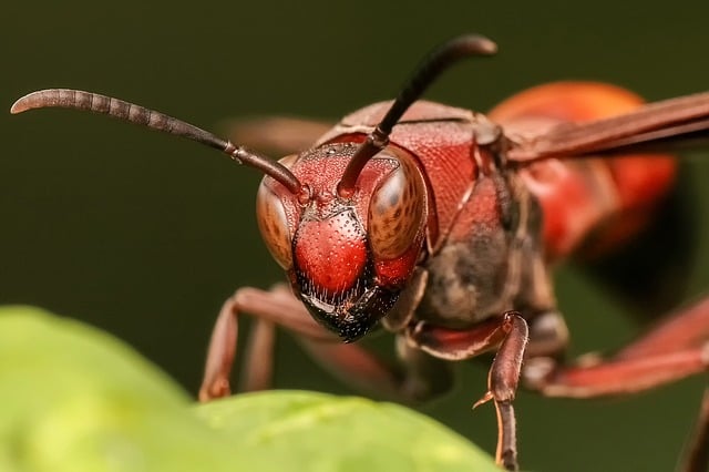 Free wasp bee hornet illustration