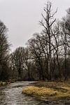 forest, bach, trees