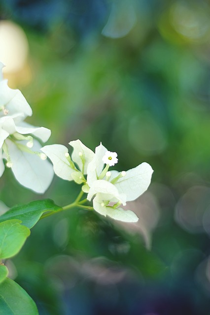 Free White Flower Flower illustration and picture