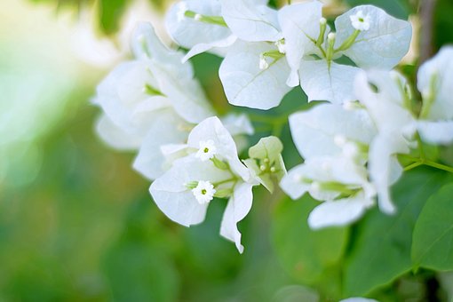 Free Flowers White illustration and picture