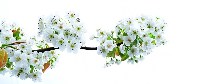 500以上の無料梨の花 花画像