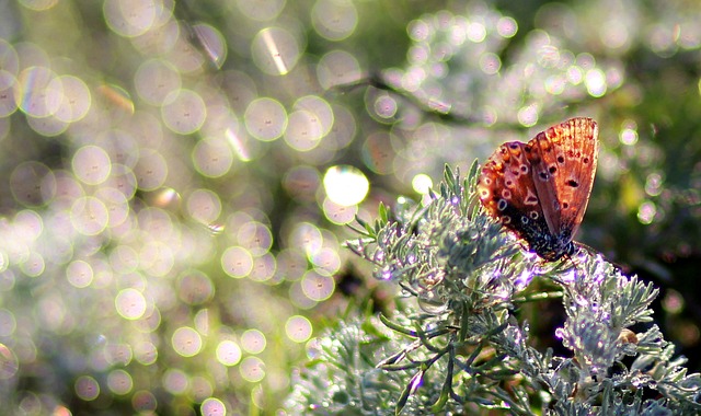 Free butterfly nature dew illustration