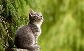 Cat, Young Animal, Curious, Wildcat