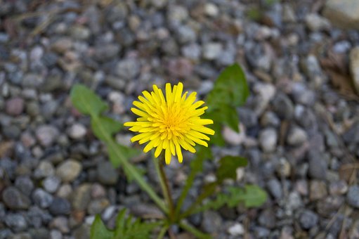 Free Dandelion Weed photo and picture