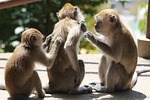 monkeys, 3, itches