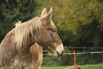 mule, draft, draught