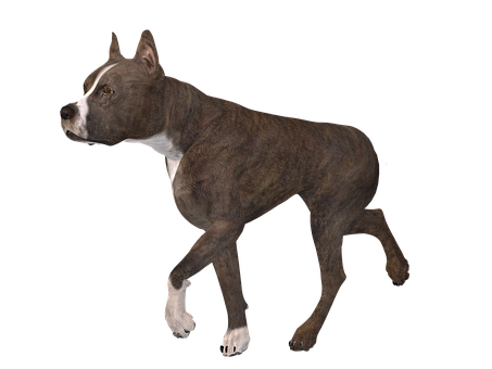 1000以上の無料国内の犬 犬画像