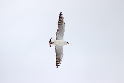 Free Gull Bird photo and picture