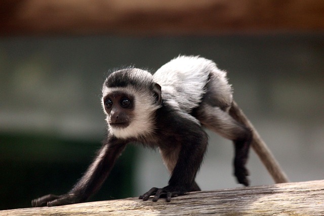 Free Eastern Colobus Gveretsa photo and picture
