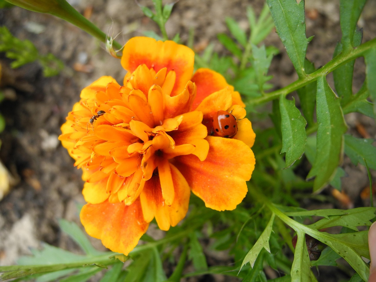 Marigold - free online jigsaw puzzle photo