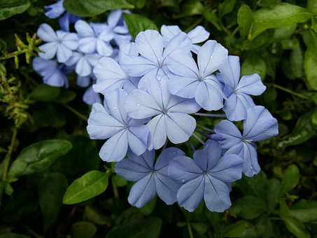 Free Flower Purple photo and picture