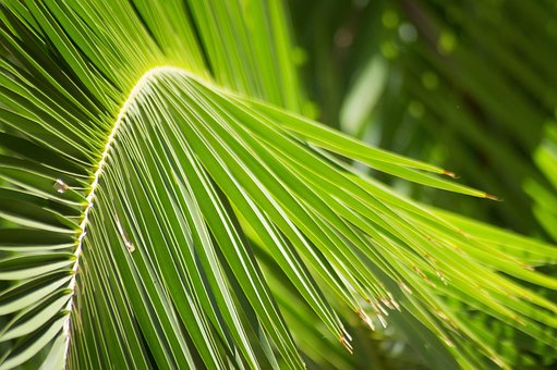 Free Palm Palm Leaf photo and picture