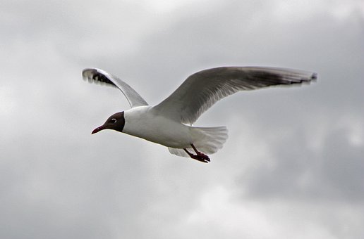 Möwe, Nordsee, Vogel, Flug, Himmel