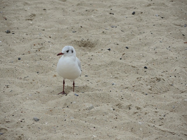 Meeuw, Noordzee, Strand, Zee, Natuur