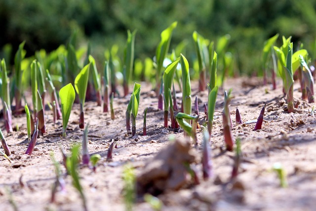 Free Sprout Vibrant photo and picture