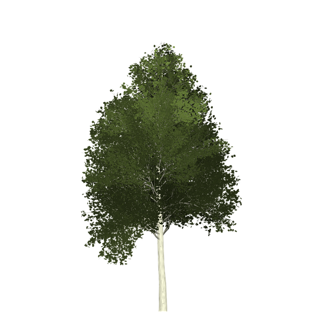 Free aspen tree painted tree illustration