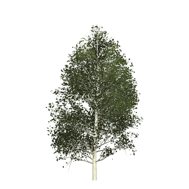 Free aspen tree painted tree illustration