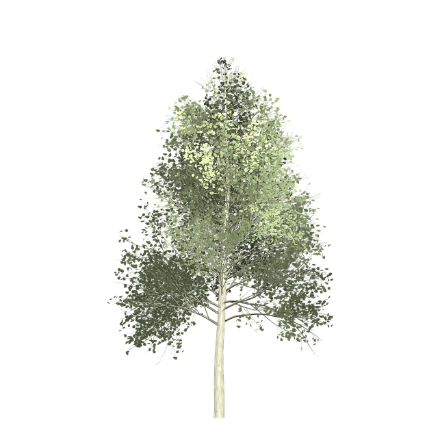 Free aspen tree painted tree illustration