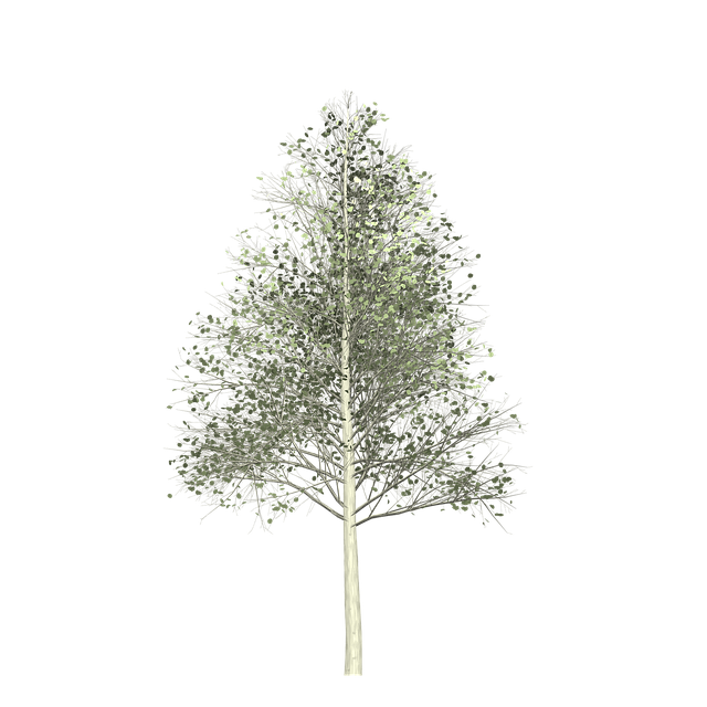 Download free HD stock image of Aspen Tree Free aspen tree painted tree illustration