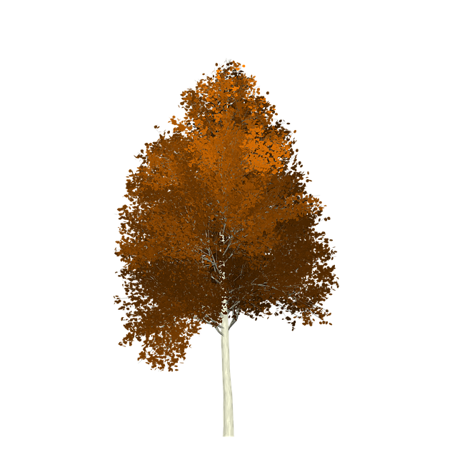 Free aspen tree painted tree illustration