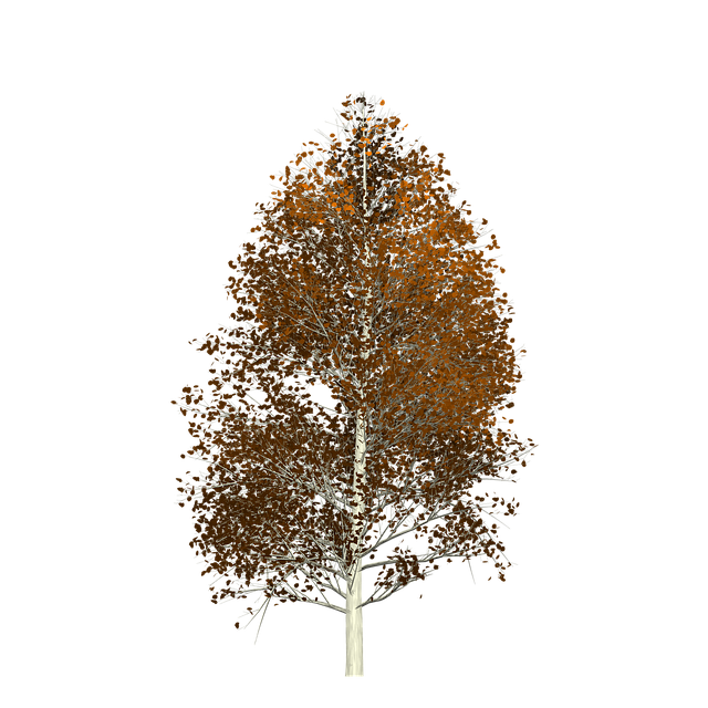 Free aspen tree painted tree illustration