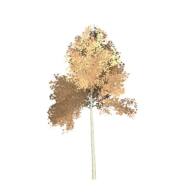 Download free HD stock image of Aspen Tree Free aspen tree painted tree illustration