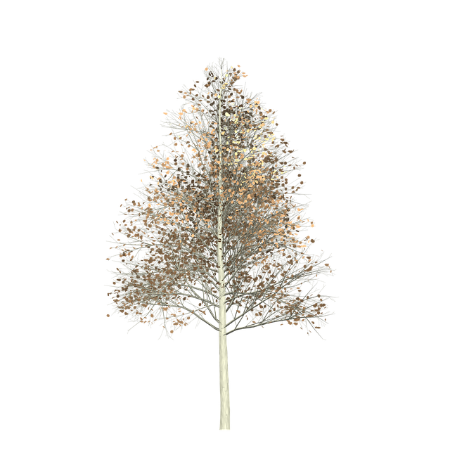 Download free HD stock image of Aspen Tree Free aspen tree painted tree illustration
