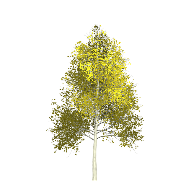 Free aspen tree painted tree illustration