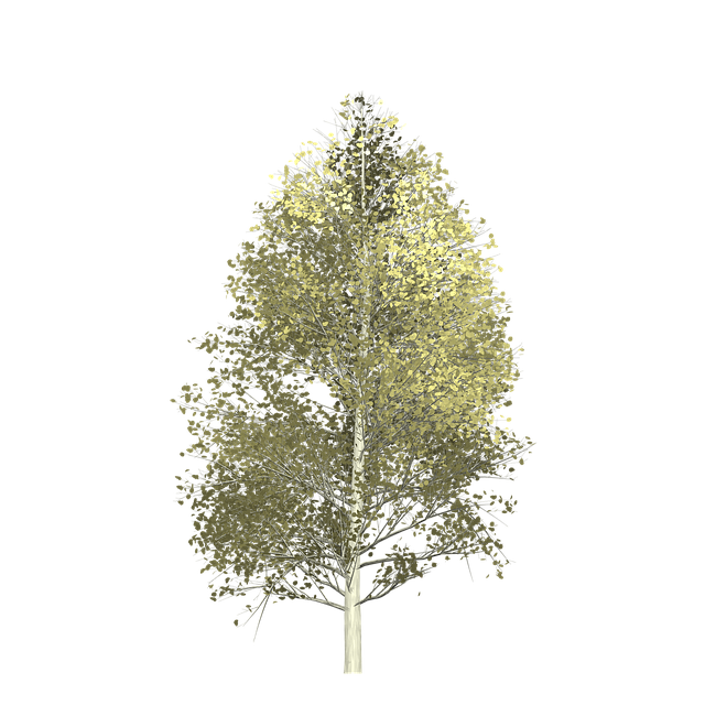Free aspen tree painted tree illustration
