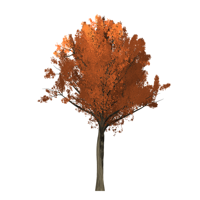 Download free HD stock image of Oak Tree Free oak tree painted tree illustration