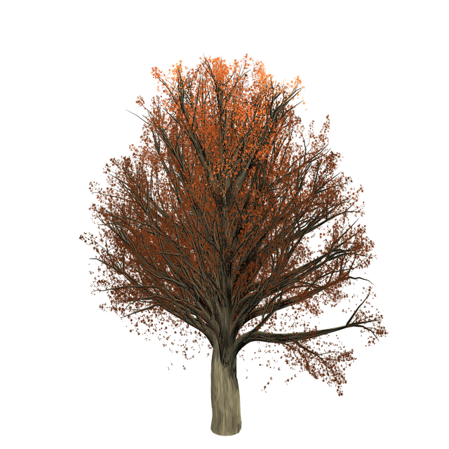 Download free HD stock image of Oak Tree Free oak tree painted tree illustration