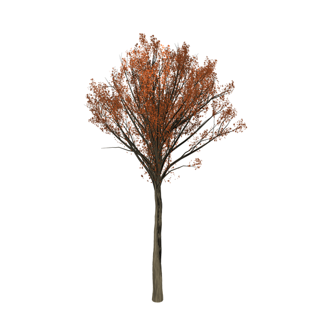 Download free HD stock image of Oak Tree Free oak tree painted tree illustration