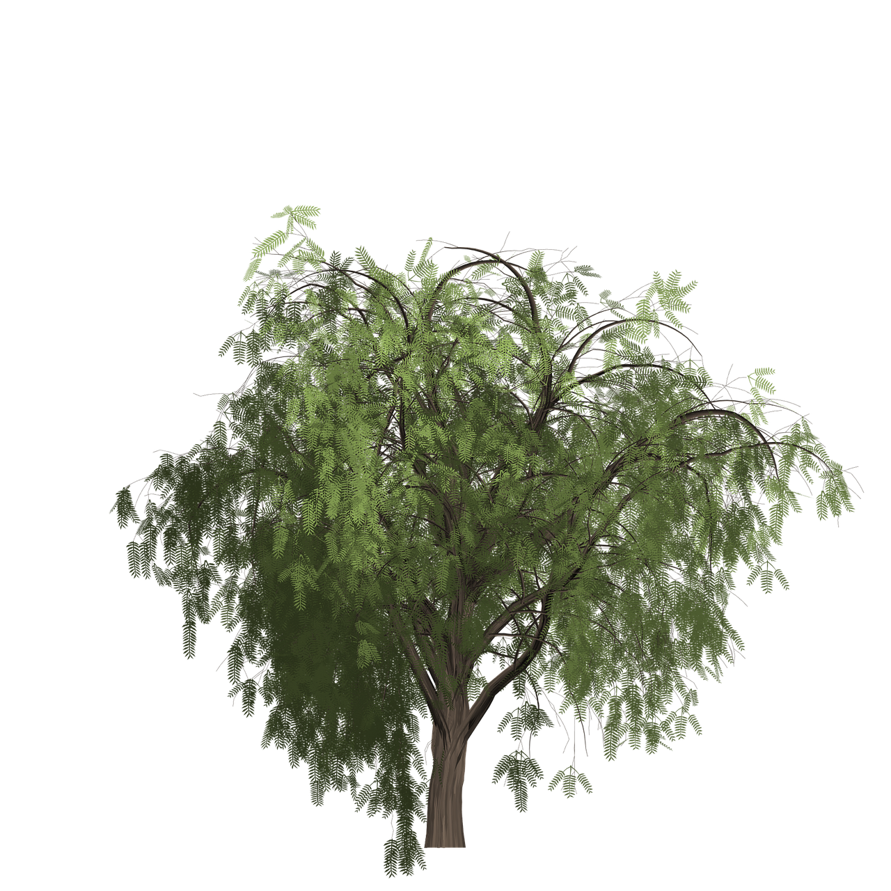 超过 100 张关于“Pepper Tree”和“自然”的免费图片 - Pixabay