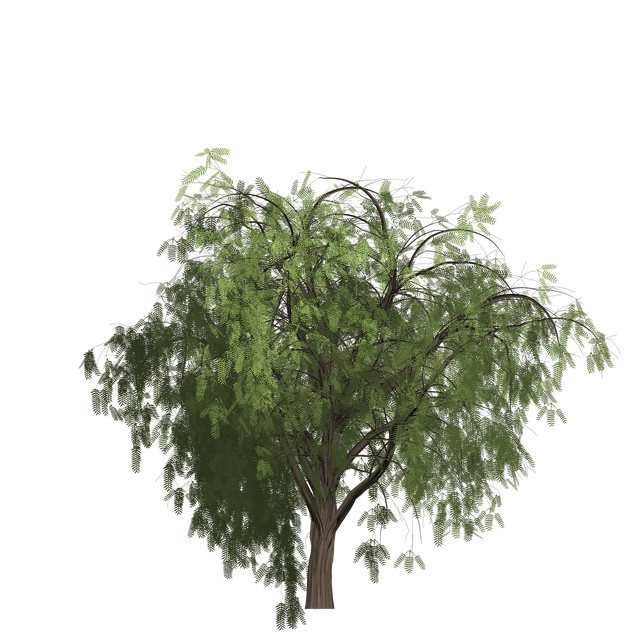 Download free HD stock image of Pepper Tree Free pepper tree painted tree illustration