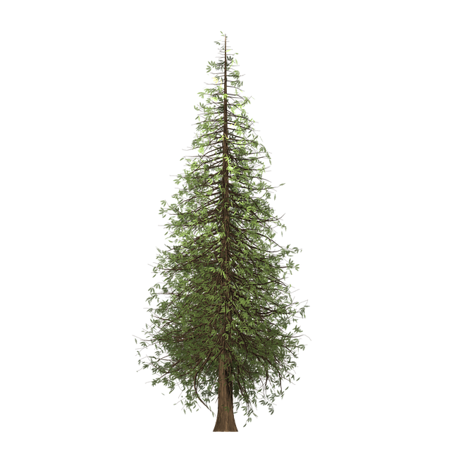 Download free HD stock image of Redwood Tree Free redwood tree painted tree illustration