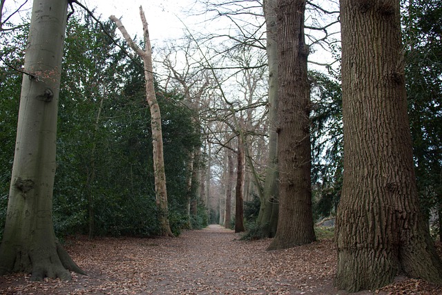 Free Forest Nature photo and picture