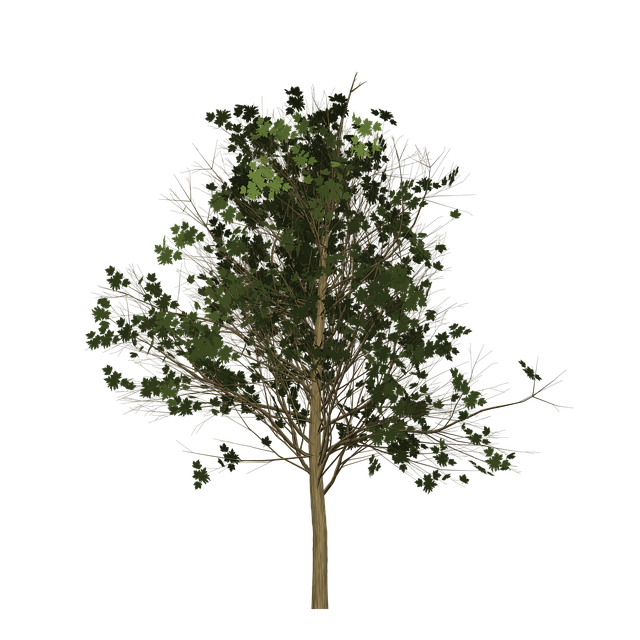 Download free HD stock image of Maple Tree Free maple tree painted tree illustration