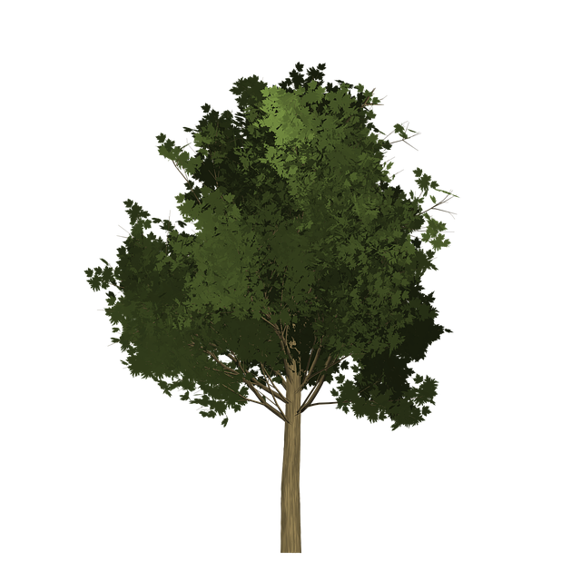 Download free HD stock image of Maple Tree Free maple tree painted tree illustration