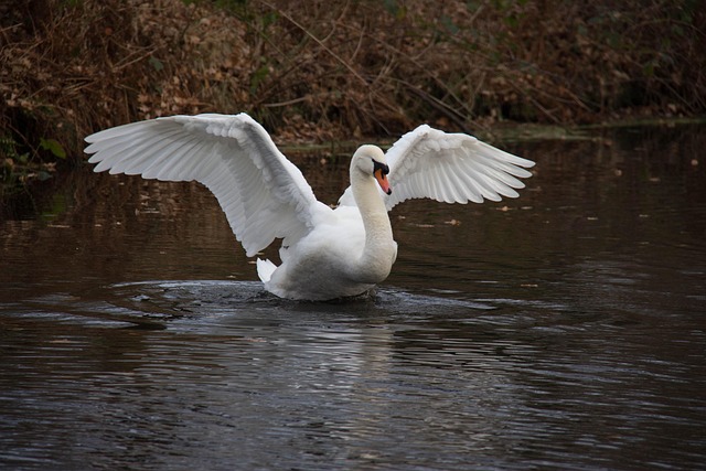 Free Swan Water photo and picture