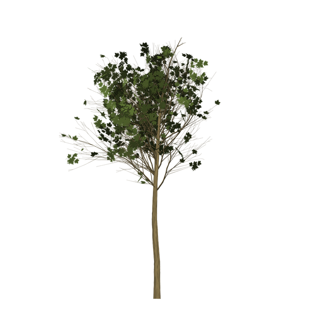 Free maple tree painted tree illustration