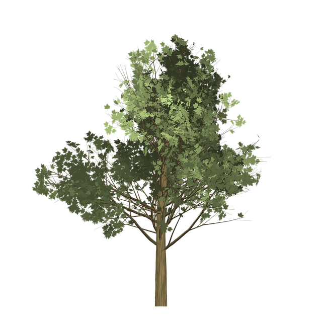 Download free HD stock image of Maple Tree Free maple tree painted tree illustration