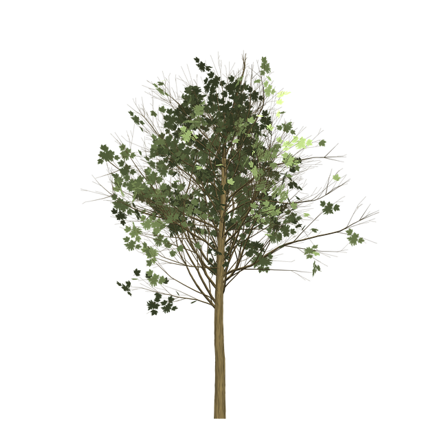 Free maple tree painted tree illustration