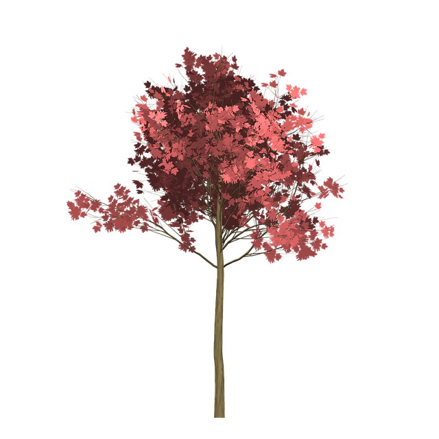 Download free HD stock image of Maple Tree Free maple tree painted tree illustration