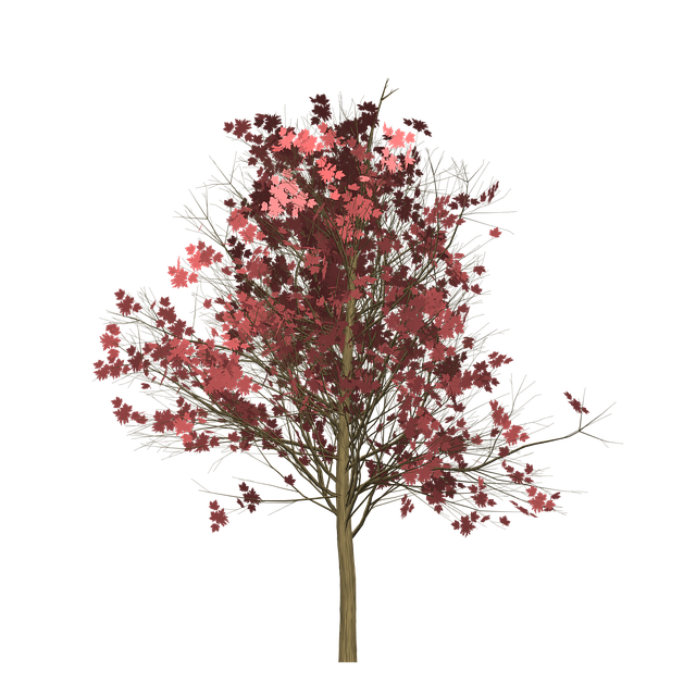 Download free HD stock image of Maple Tree Free maple tree painted tree illustration