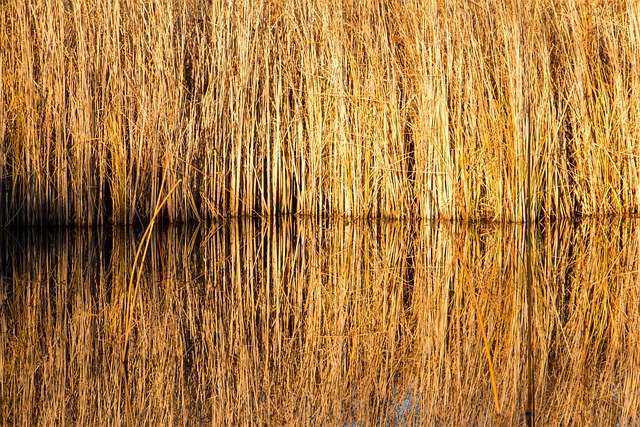 Free Reed Pond photo and picture