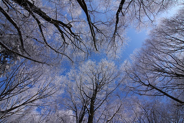 Free Trees Winter photo and picture
