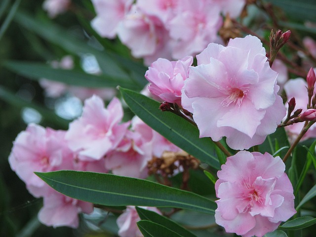 Free Pink Oleander photo and picture