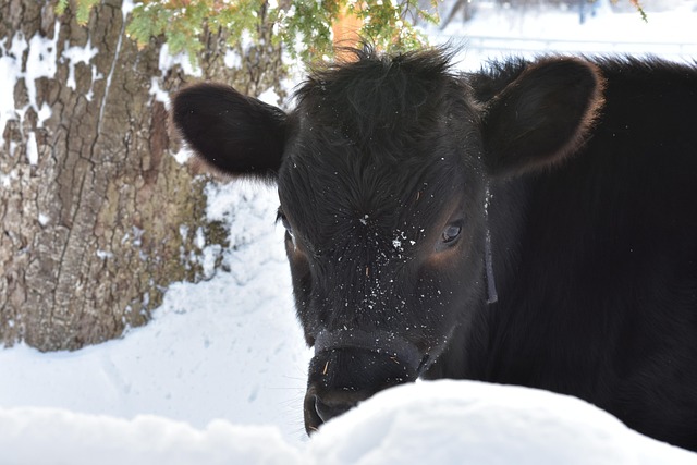 Vaca, Naturaleza, Invierno, Nieve